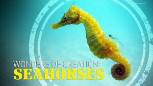 Wonders of Creation: Seahorses